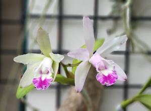 Cattleya Little Bit