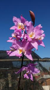 Laelia Finckeniana