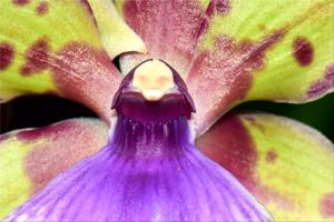 Zygopetalum Artur Elle