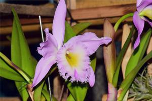 Rhyncholaeliocattleya Nestor