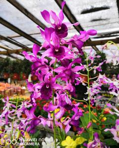 Dendrobium Indonesia Raya
