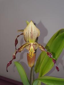 Paphiopedilum Neeri-Gold