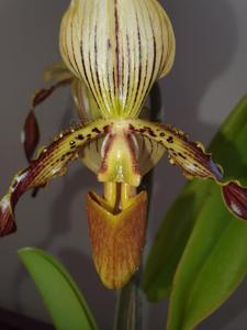 Paphiopedilum Neeri-Gold