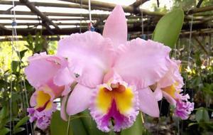 Rhyncholaeliocattleya George King