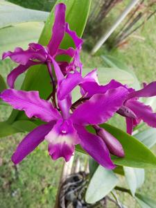 Laeliocattleya Harry Dunn