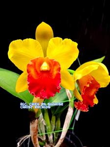 Rhyncholaeliocattleya Chien Ya Sunrise