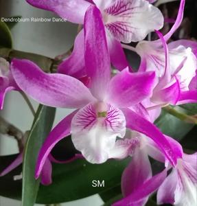 Dendrobium Rainbow Dance