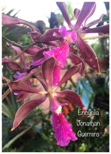 Encyclia Jonathan Guerrero