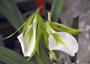 Prosavola Alex Hawkes