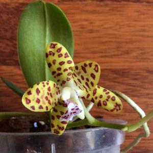 Phalaenopsis Little One