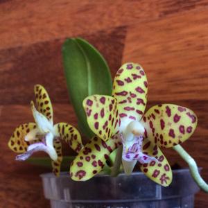 Phalaenopsis Little One