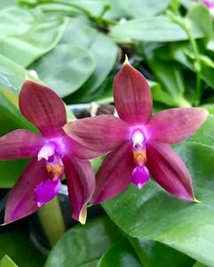 Phalaenopsis Ambotrana-violacea