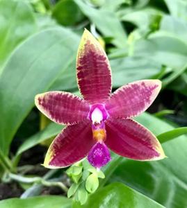 Phalaenopsis Ambotrana-violacea