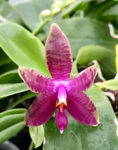 Phalaenopsis Ambotrana-violacea