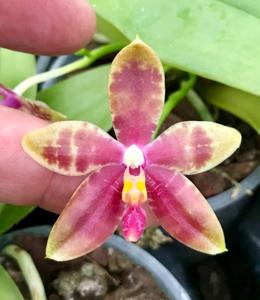 Phalaenopsis Roswitha Fischer