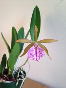 Brassocattleya Celle's Choice