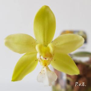 Phalaenopsis Se-Ba Moon