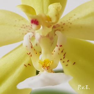 <i>Phalaenopsis</i> Se-Ba Moon