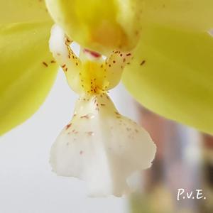 Phalaenopsis Se-Ba Moon