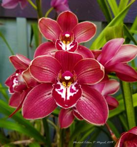 Cymbidium Clarisse Austin