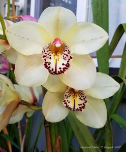 Cymbidium Featherhill Fanfare