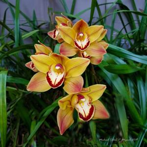 Cymbidium Marie Bashir