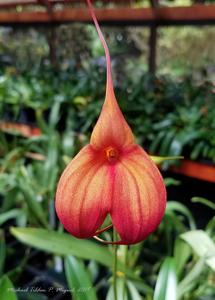 Masdevallia O'Brien's Passion