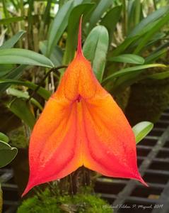 Masdevallia Joy Edstrom