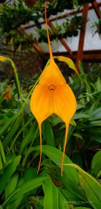 Masdevallia Peach Allure