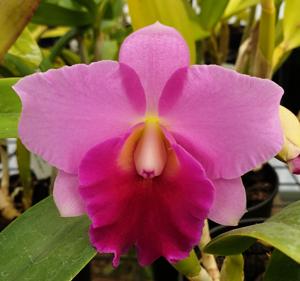 Cattleya Dendi's Perfection