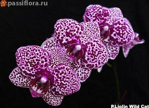 Phalaenopsis Lioulin Wild Cat