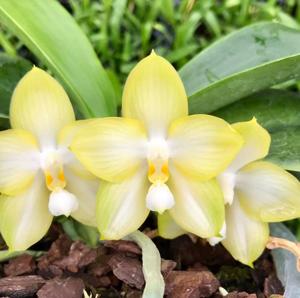 Phalaenopsis Yungho Gelb Canary