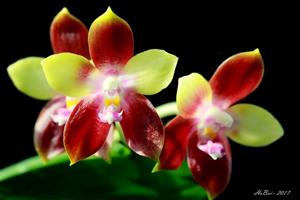 Phalaenopsis Tying Shin Fly Eagle