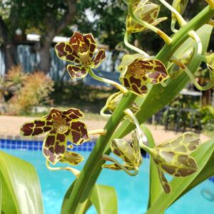 Grammatophyllum Broga Tiger