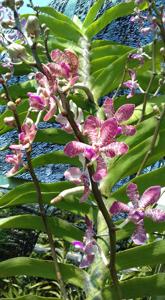 Vandachostylis Sri-Siam