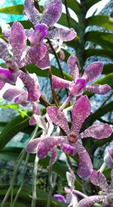 Vandachostylis Sri-Siam