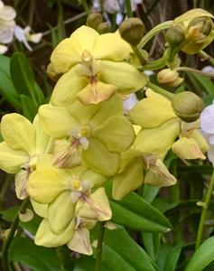 Tapropapilanda Candlelight