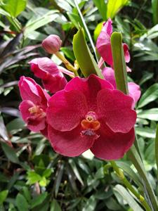 Vanda Red Maroon