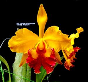 Rhyncholaeliocattleya Chien Ya Sunrise