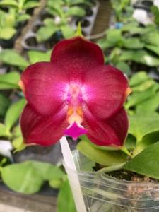 Phalaenopsis Yaphon Red Bear