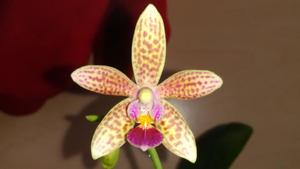 Phalaenopsis Musick Mini Dots