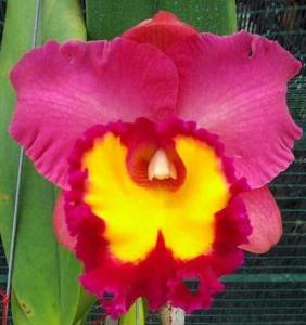Rhyncholaeliocattleya Phet Wangnamkeaw