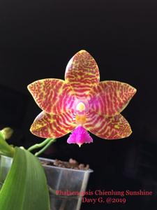 Phalaenopsis Chienlung Sunshine