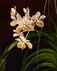 Vanda Tatzeri