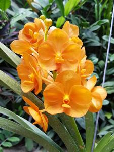 Vandachostylis Nopporn Orange Rosy