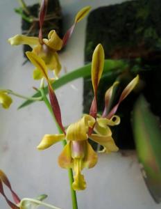 Dendrobium Green Viper