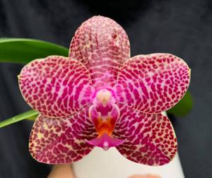 Phalaenopsis Mituo Gigan Dragon