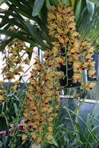 Cymbidium Pacific Express