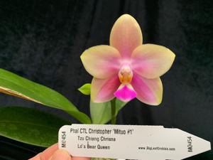 Phalaenopsis CTL Christopher
