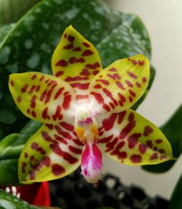 Phalaenopsis Conny's Sunshine Jewel